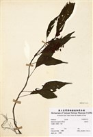藏品(蛇根草)的圖片